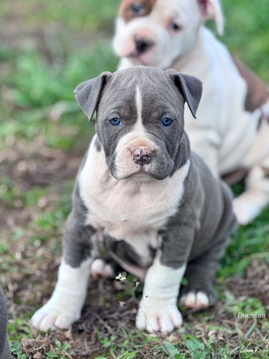 Amstaff rasă pură cu pedigree