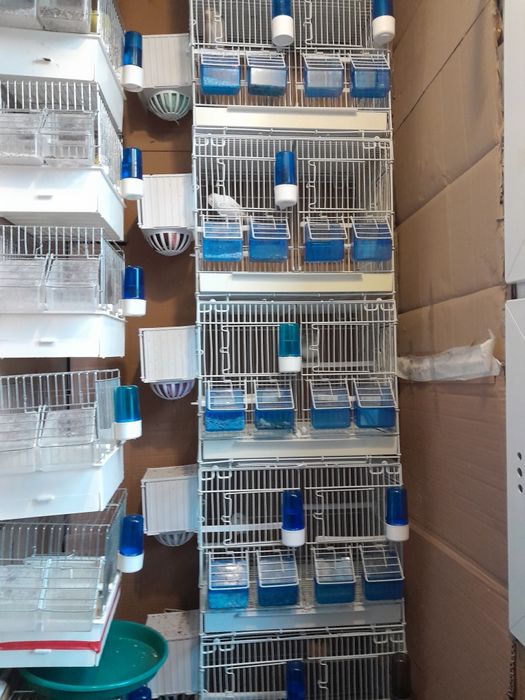 Vinzare canari de cintec