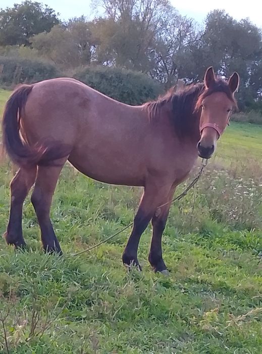 Vând mânză de 1 și 2 luni