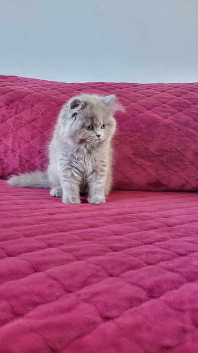 British longhair blue