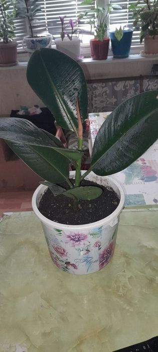 Комнатные цветы большие