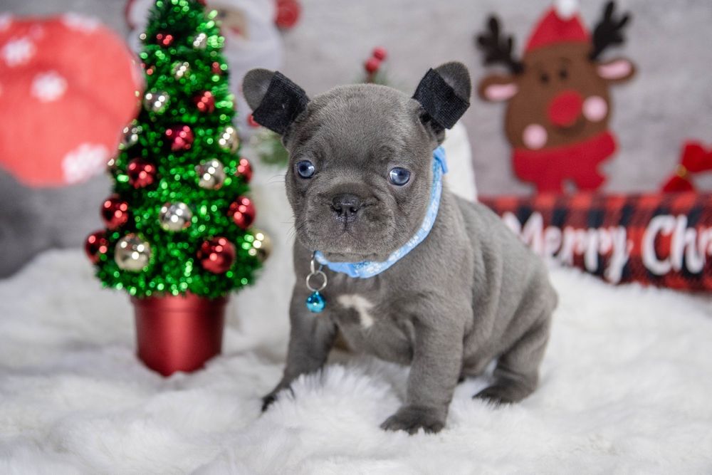 bulldog francez blue baietel