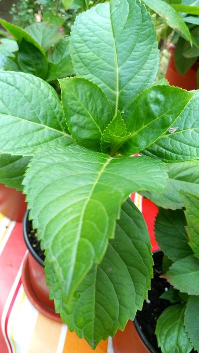 Hortensie Hydrangea  macrofylla roz.