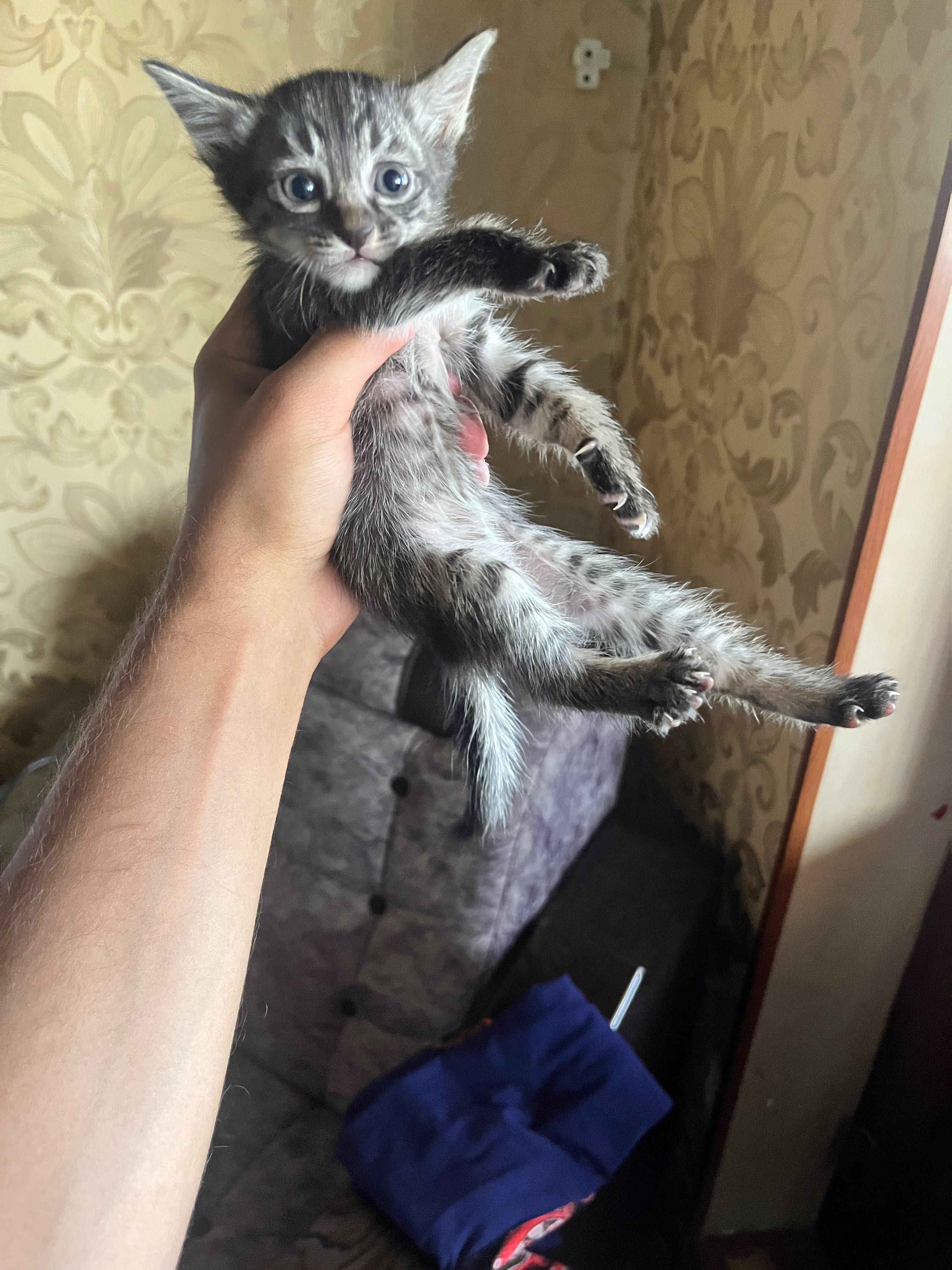 Отдам котят в хорошие руки