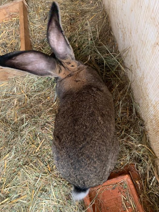 Vand Iepuri Urias German