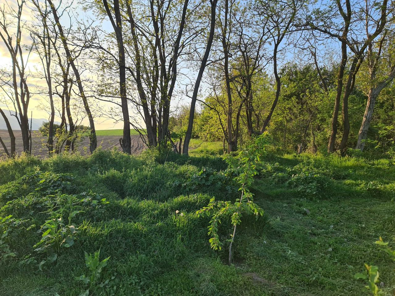 Продава се Парцел в с. Руска Бела, Област Враца - 1742 кв.м за 11 €/кв.м - Снимка #2