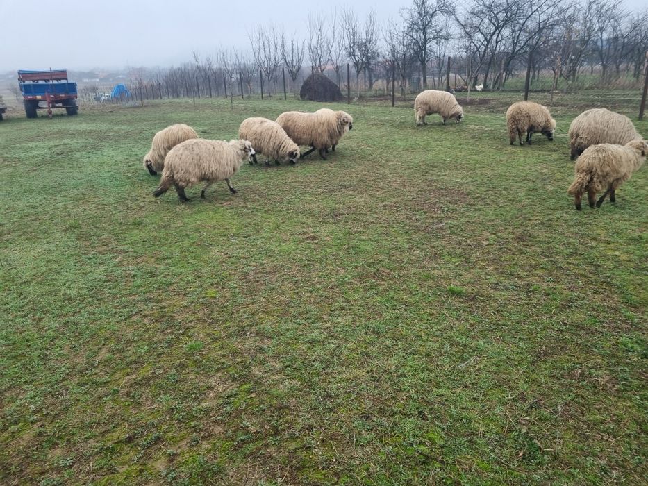 Pachet premium  10 oi