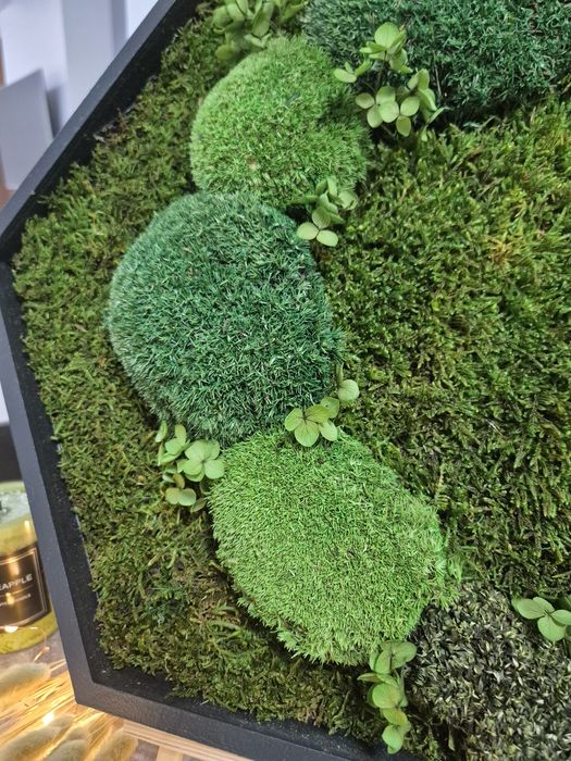 Tablouri hexagonale  muschi si licheni