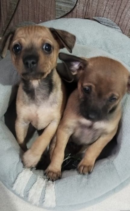 Продам щенят Той терьера