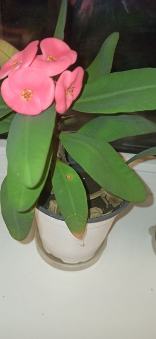 Цветы комнатные продам каланхоэ