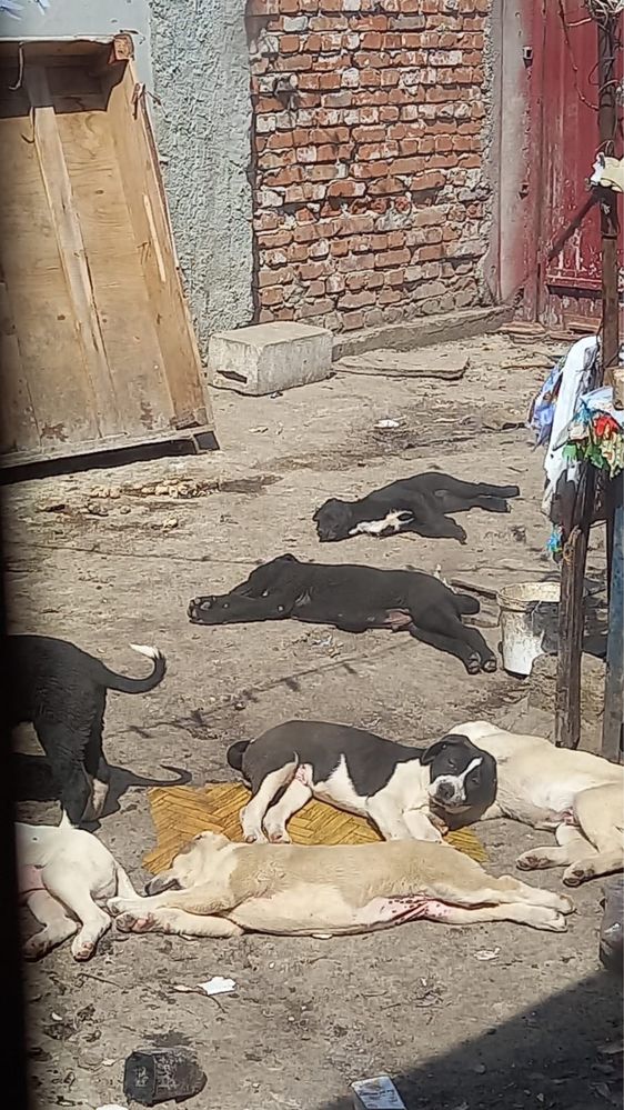Catei pentru adoptie