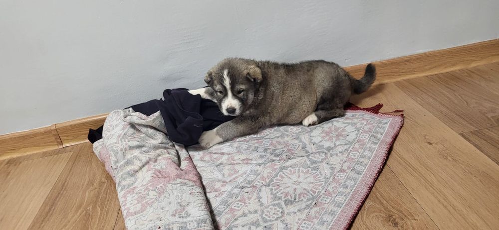 Кобель тобет  продам щенков