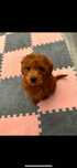 Toy poodle fci pedigree