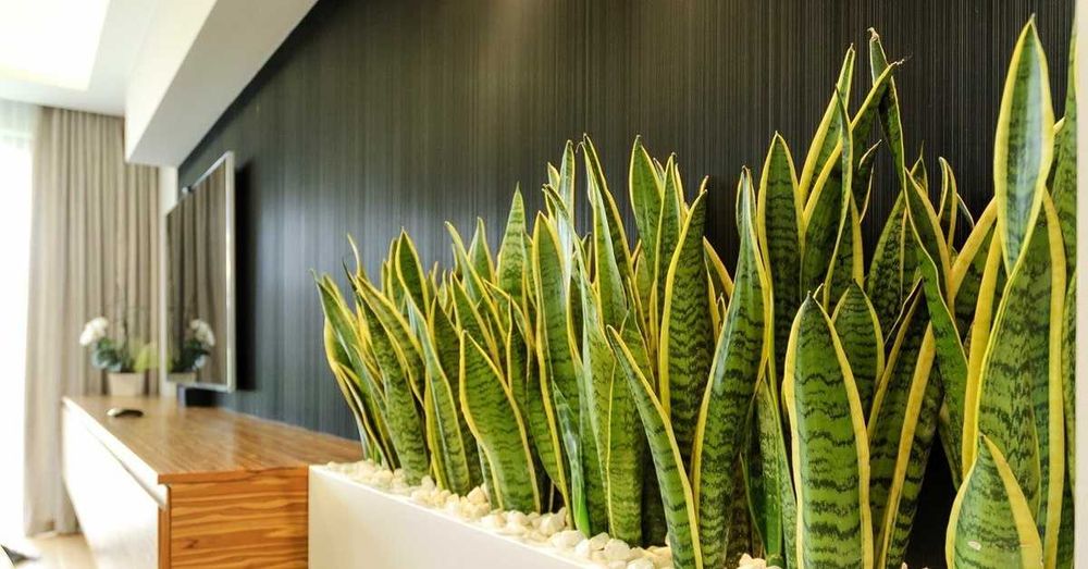 Vivetochka Щучий хвост, Искусственная  Сансевиерия