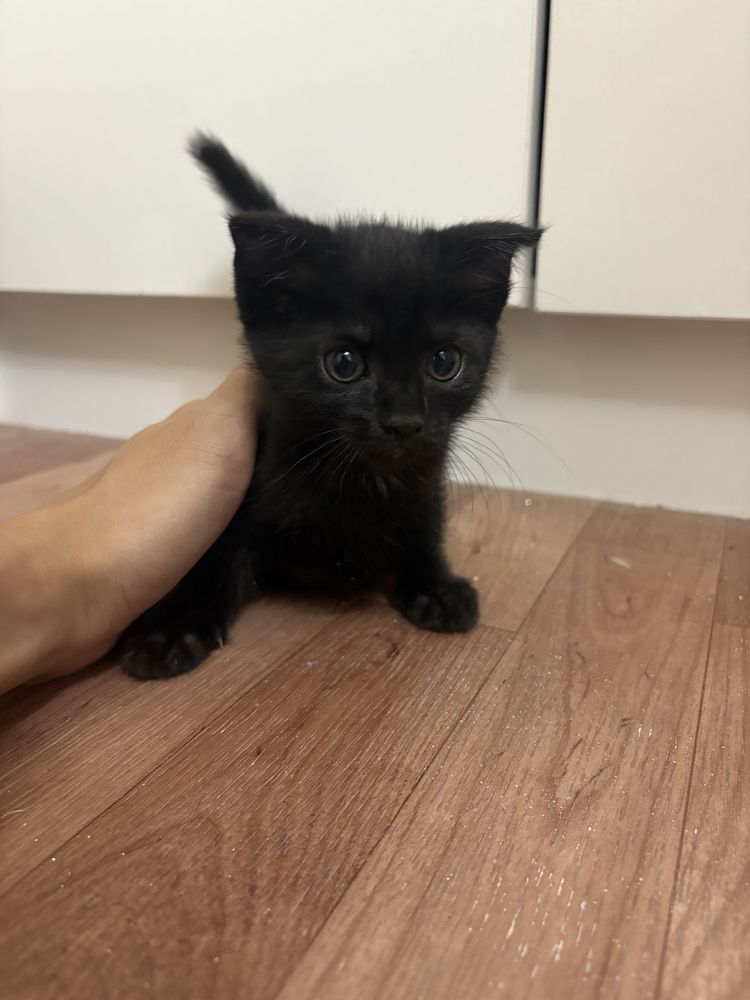 Котята шотланские