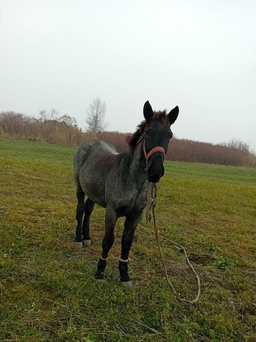 Vand sau schimb manz