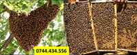 Roiuri de albine selectie natural! 5-7 rame (30ron/rama) 2024