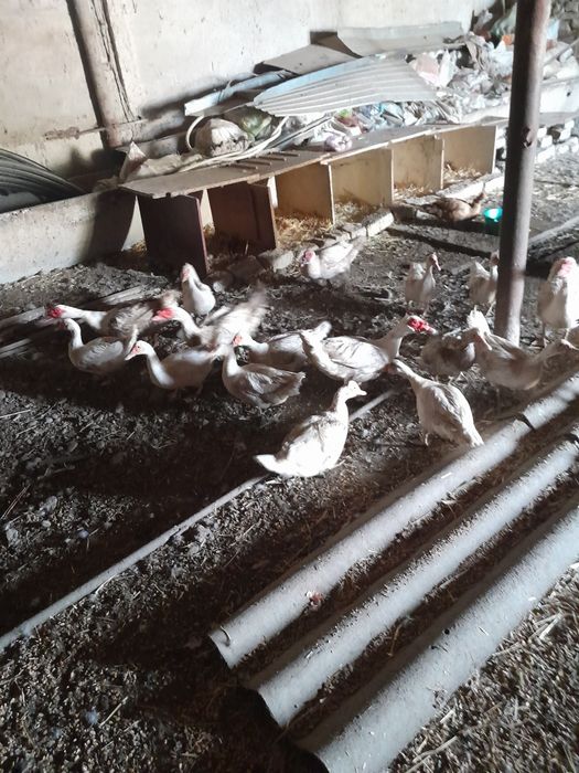 Мясо утинное продаются