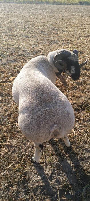 Qoʻchqor sotiladi bir hafta kafolati