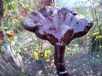 Ciuperca medicinala Reishi, Fomitopsis pinicola