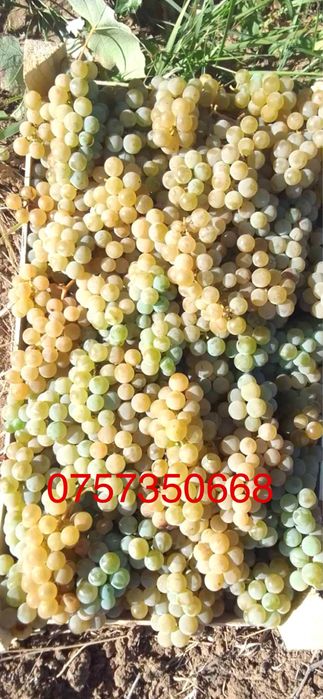 Struguri de vin diferite soiuri