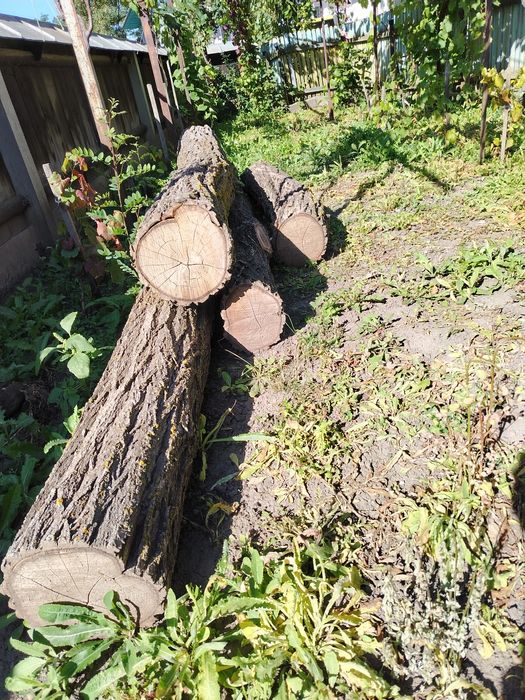 Lemn de salcâm lucru