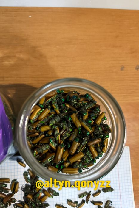 Алтын коныз золотой жук майский жук