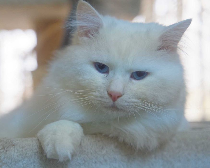 Pisica Siberiana - Felisa Autorizata