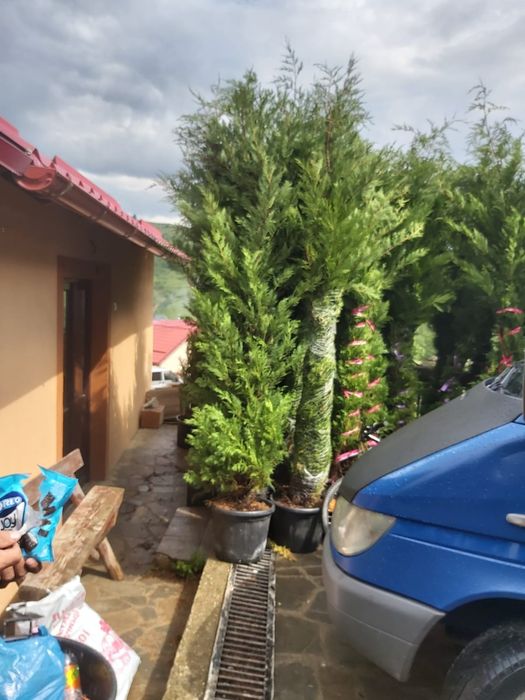 Pentru o gradina de vis nu ezitați sa ne contactați