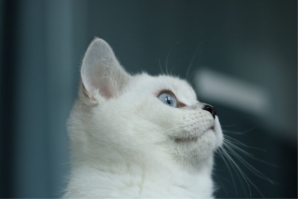 Британска чинчила