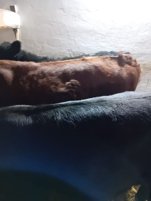 Taurasi baltati, angus intarcati