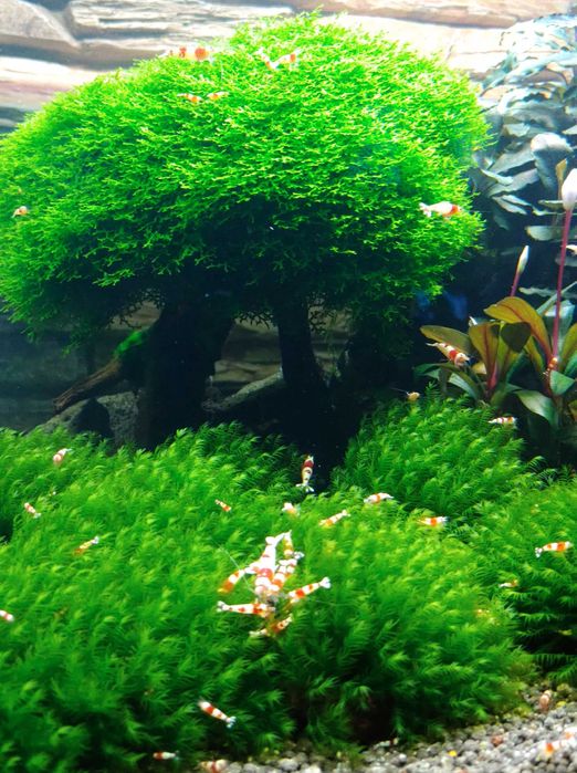 Moss acvariu/Muschi natural Coral Moss/Fissidens/Christmas/Flame/Pelia