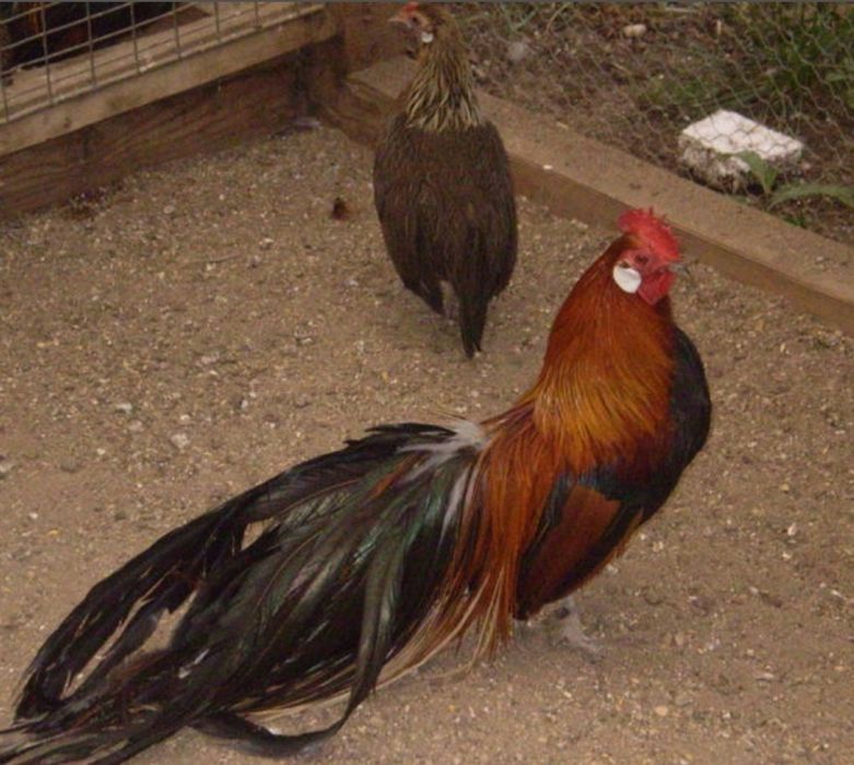 Familie de gaini Phoenix pitici