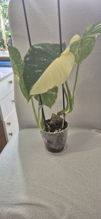 Monstera Thai Constallation, plante apartament
