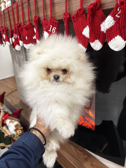 Мъжки померан бял