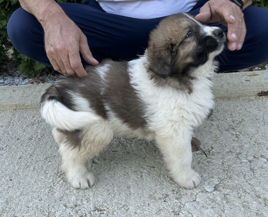 Малки кученца Каракачанки БОК