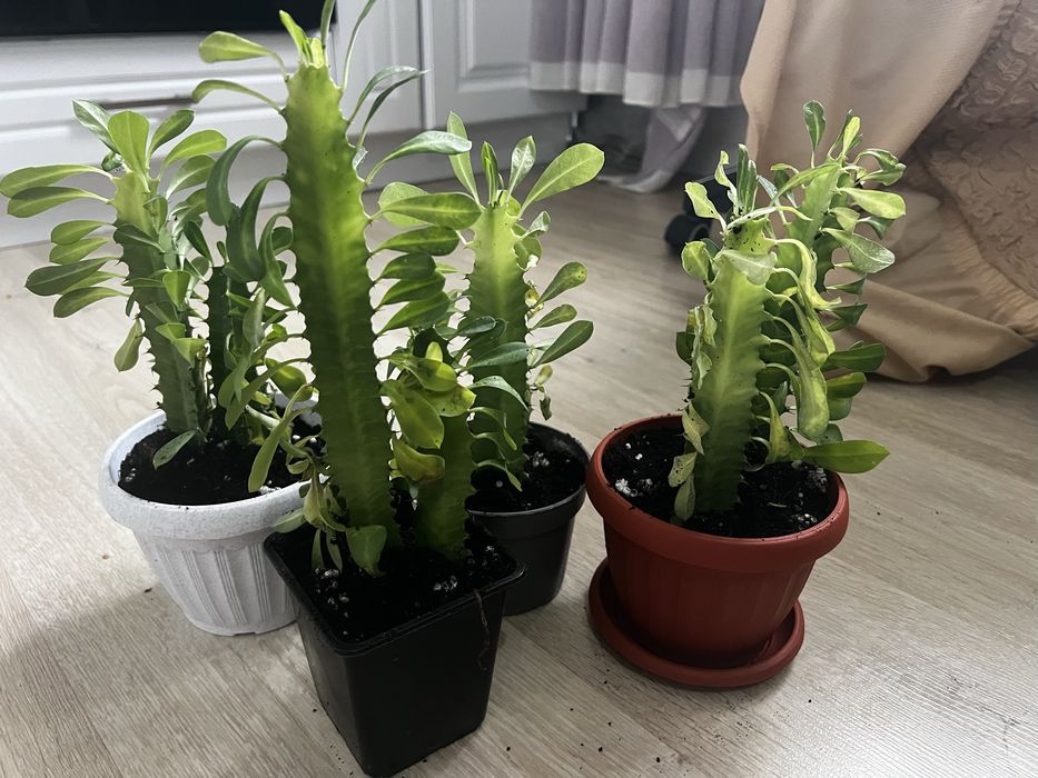 Кактус. Цветы. Комнатные цветы