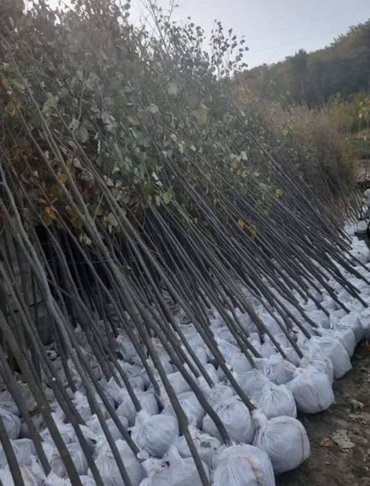 Tei mirositor ideal pentru curți