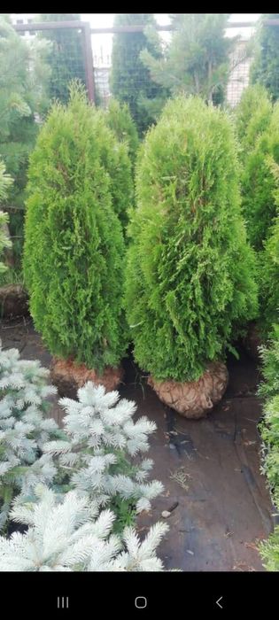 Хвомные плодовые кустарники деревья