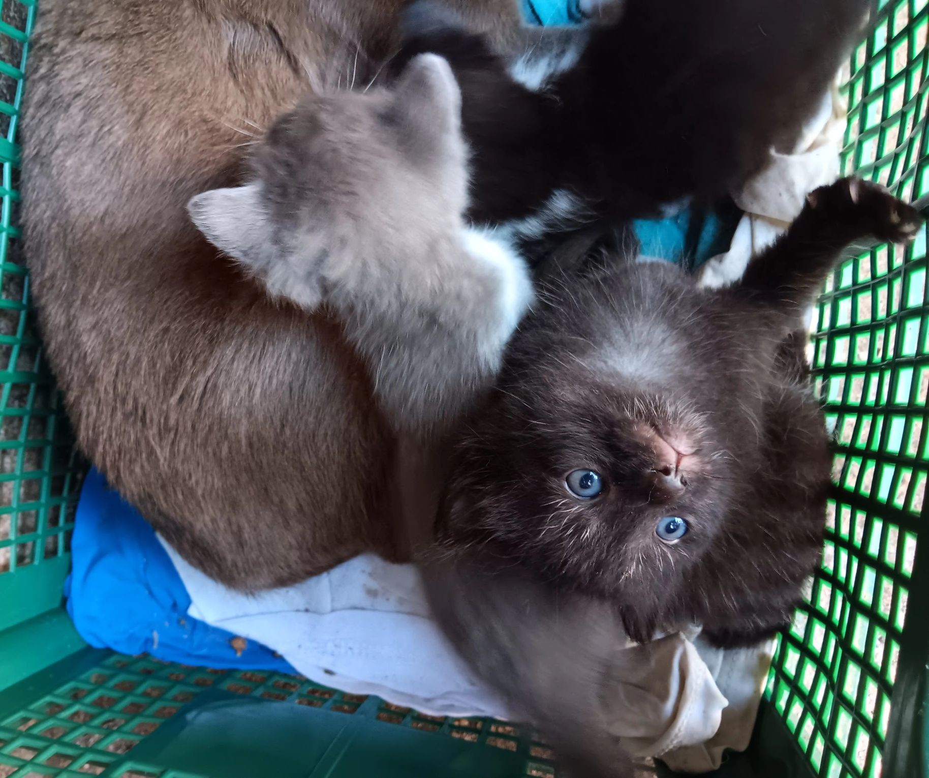 Подарявам малки котенца