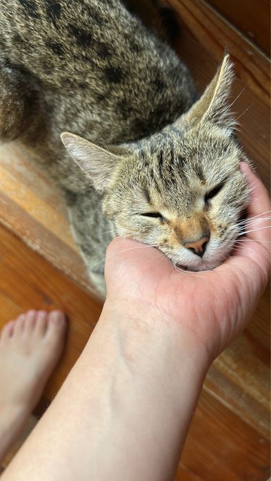 Ищу дом для кошечки