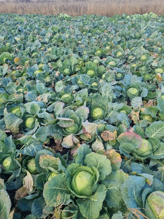 Varza de Buzău în cantități marii!