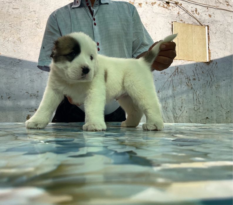 Щенок алабая ( Туркменский ) чистокровный