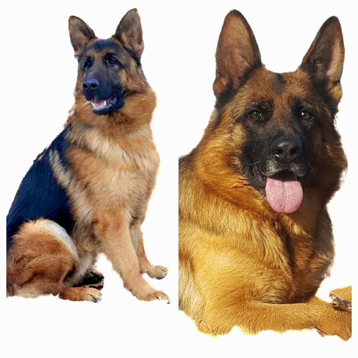 Елитн немски овчарка