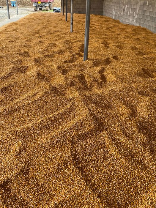 Vand porumb producție 2025