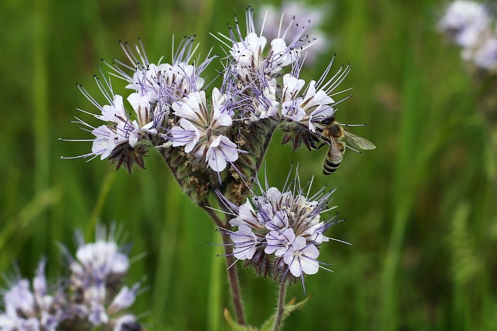 Seminte facelia melifera netratata