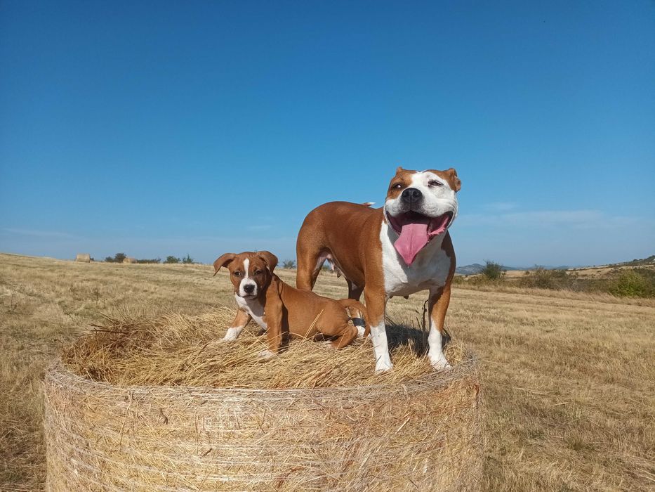 Американски стафордширски териер - елитни родители с родословие