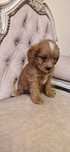 Puiuti de Cavapoo vaccinati si deparazitati
