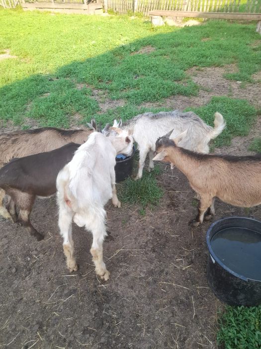 Tapici tineri 3_4luni