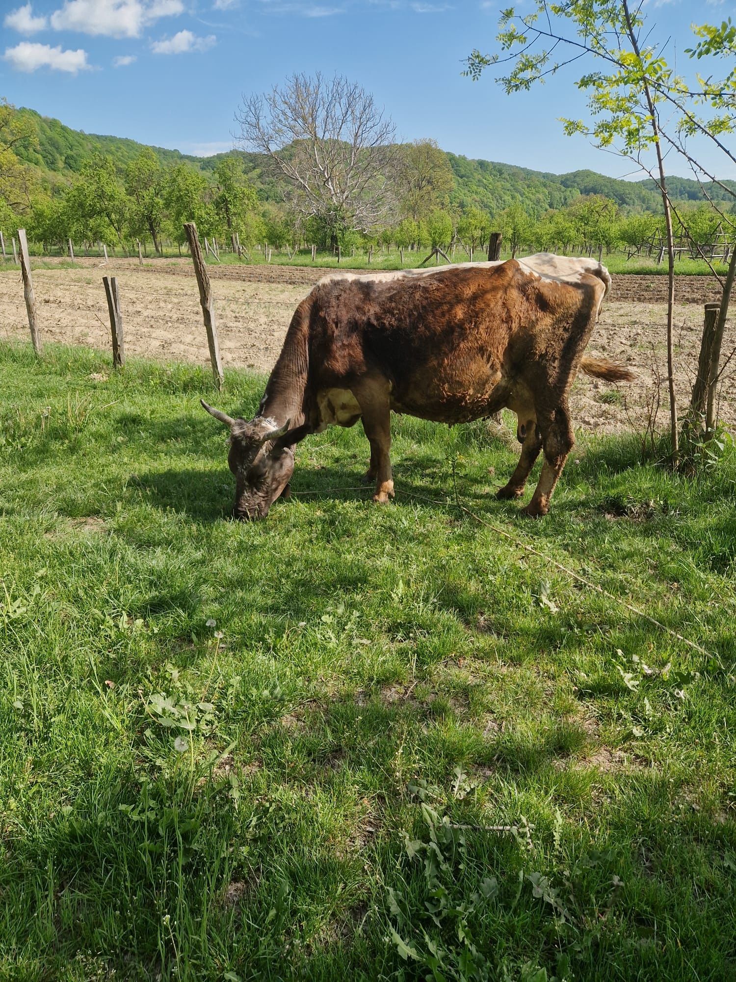 Vacă de vânzare  ..